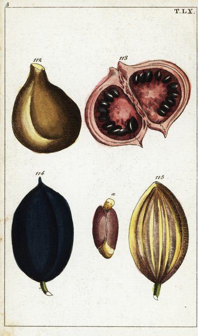 Frutti tropicali e noci da Unbekannter Künstler