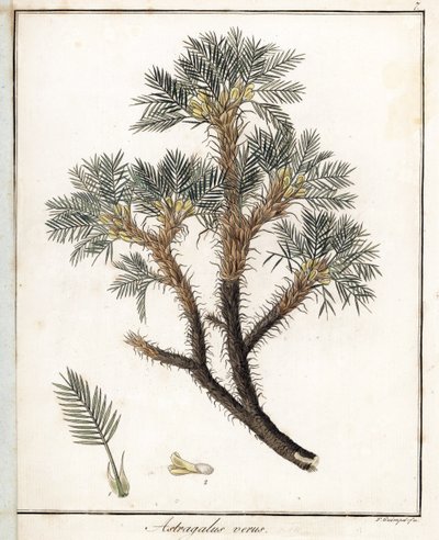 Astragalo vero - Litografia di F. Guimpel, estratta da botanica medica di Friedrich Gottlob Haynes, Berlino da Unbekannter Künstler