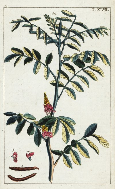 Indaco vero, Indigofera tinctoria da Unbekannter Künstler