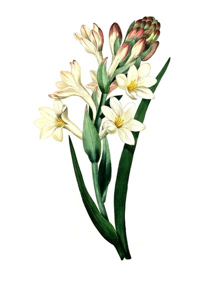 Tuberosa, Agave amica (Agave polianthes), riproduzione digitale di un