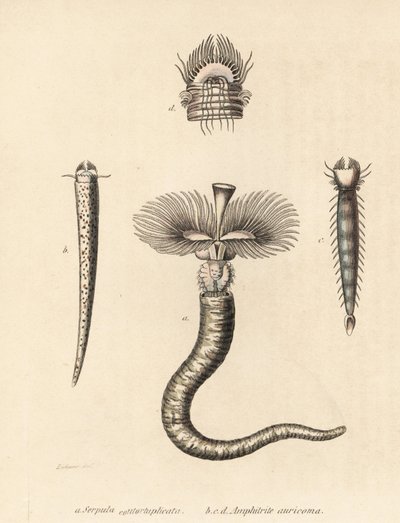 Verme tubolare, Serpula vermicularis (Serpula contortuplicata), e verme a ventaglio, Amphictene auricoma (Amphitrite auricoma). Litografia colorata a mano di Gebhart dopo un