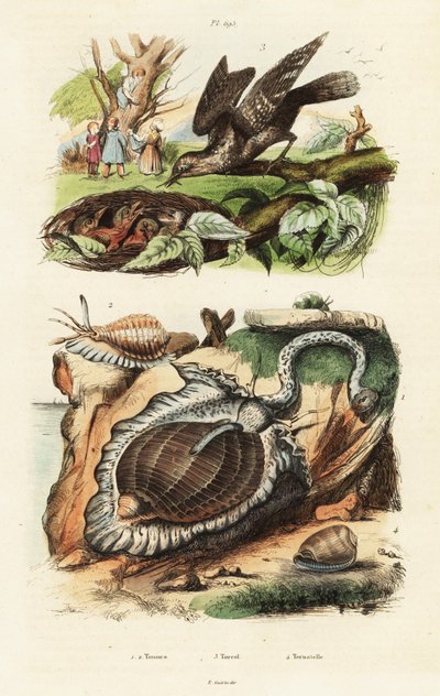 Conchiglie di tonno e torcicollo eurasiatico da Unbekannter Künstler