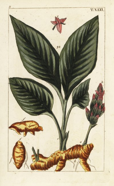 Curcuma, Curcuma longa da Unbekannter Künstler