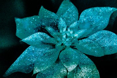 Poinsettia turchese per il mio caro, 2017 (fotografia ridipinta) da Unbekannter Künstler