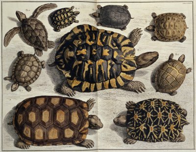 Tartarughe: da "Locupletissimi Rerum Naturalium" di Albert Seba, c.1750 (incisione colorata a mano) da Unbekannter Künstler