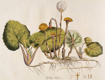 Tussilago farfara da Unbekannt