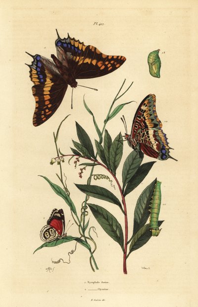 Pasha a due code o imperatore volpe, Charaxes jasius, con pupa e bruco, e farfalla ottantotto di Cramer, Diaethria clymena da Unbekannt