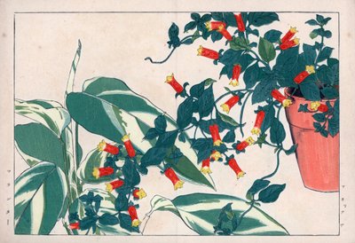 Manettia bicolore in vaso e dicadame o erba con frecce. Vite petardo, Manettia bicolor, in un vaso di fiori e maranta, Maranta arundinacea. Stampa xilografica colorata a mano dal 