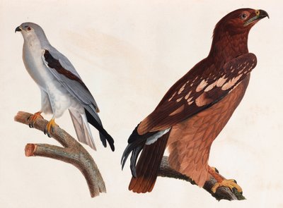 Due illustrazioni a colori di uccelli da Unbekannt