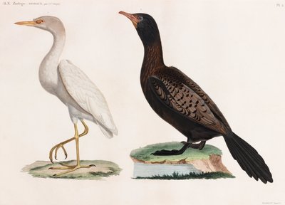 Due illustrazioni a colori di uccelli da Unbekannt
