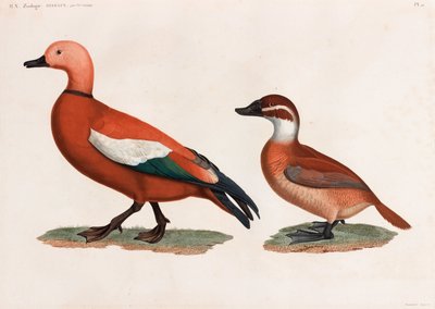 Due illustrazioni a colori di anatre da Unbekannt