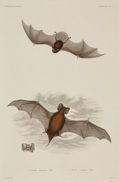 Due tipi di pipistrello da Unbekannter Künstler