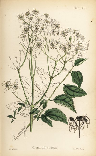 Clematide eretta, Clematis recta (Clematis erecta). Litografia colorata a mano di Henry Sowerby da Flora Homeopathica di Edward Hamilton, Bailliere, Londra da Unbekannter Künstler