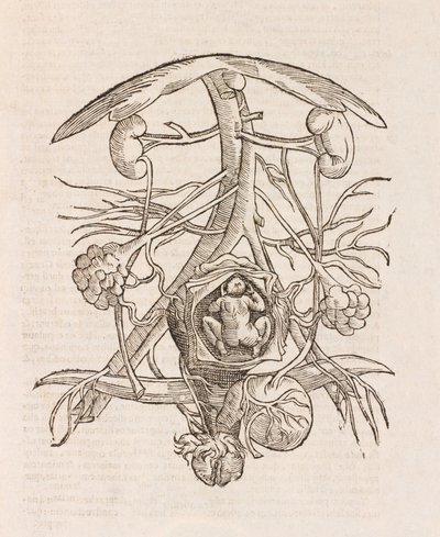 Utero con un feto da Unbekannt