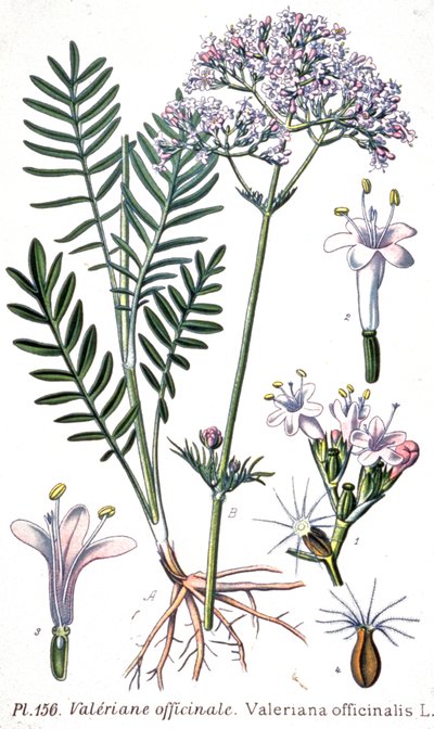 Valeriana officinale da Unbekannter Künstler