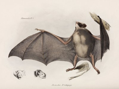 Pipistrello vampiro, Sud America, c 1832-1836 da Unbekannter Künstler