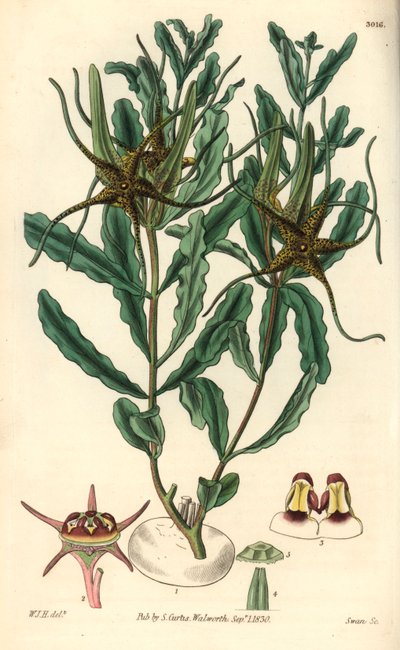 Varietà di Brachystelma (Brachystelma crispum) - Illustrazione di William Jackson Hooper, incisione di Swan, per il Botanical Magazine di William Curtis da Unbekannter Künstler