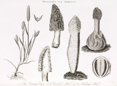 Varietà di graminacee phalaris aquatica e funghi morilla da Unbekannt