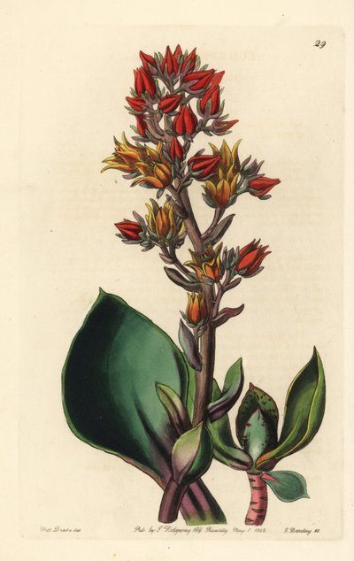 Varietà di Echeveria (pianta succulenta dell