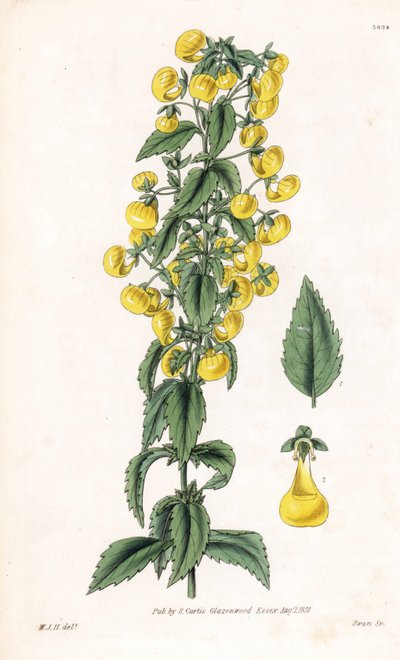 Varietà di calceolaria o piccola pantofola o borsetta da signora - Calceolaria angustiflora. Incisione a mano colorata da 