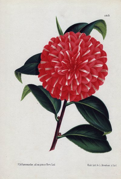 Varietà di camelie ibride, chiamate Caprioli, con fiori rossi striati di bianco (Camellia japonica, Thea japonica). Illustrazione di P.de Pannemaeker, litografia di L.Stroobant di Gand (Belgio), pubblicata in L
