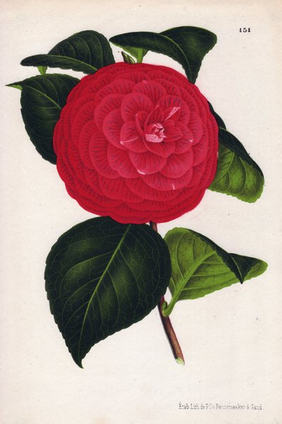 Varietà di camelie ibride, chiamate Marchesa Davia (Camellia japonica, Thea japonica) con fiori rossi venati di rosso cremisi. Cromolitografia di P.de Pannemaeker, pubblicata intorno al 1880 a Gand (Belgio), in L