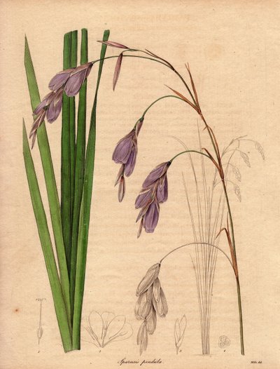 Varietà di iris (Sparaxis pendula), chiamato fiore Arlecchino, originario del Sudafrica, con fiori pendenti di colore lilla. Illustrazione di R. Mills (attivo 1836-1842), in The Botanist, serie di Benjamin Maund in cinque volumi, pubblicata tra il 1836 e i da Unbekannter Künstler