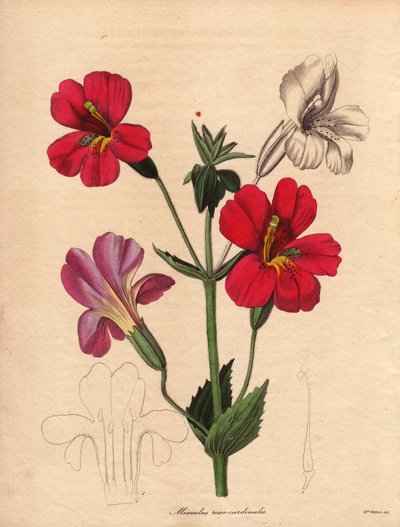 Varietà di mimulus (Mimulus roseo cardinalis). Varietà ibrida Hodson, chiamata fiore scimmia o fiore muschiato. Illustrazione di Augusta Innes Withers (1793-1877), in The Botanist, serie di Benjamin Maund in cinque volumi, pubblicata tra il 1836 e il 1842. da Unbekannter Künstler