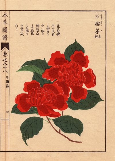Varietà di camelie giapponesi (Thea japonica Nois): Sekirousa, con fiori scarlatti. Eau forte en couleurs, xilografia di Kanen Iwasaki (1786-1842) botanico, entomologo e zoologo giapponese, pubblicata in Honzo Zufu, nel 1884, una guida illustrativa alla me da Unbekannter Künstler