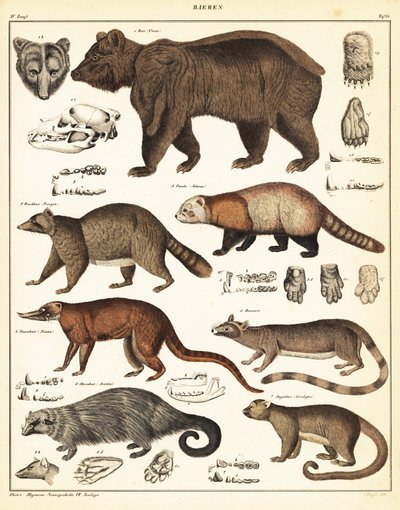 Varietà di orsi (litografia) da Unbekannter Künstler