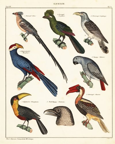 Varietà di uccelli, 1841 (litografia) da Unbekannter Künstler