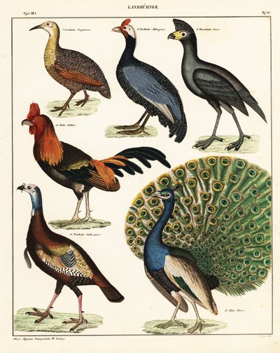 Varietà di uccelli (litografia) da Unbekannter Künstler