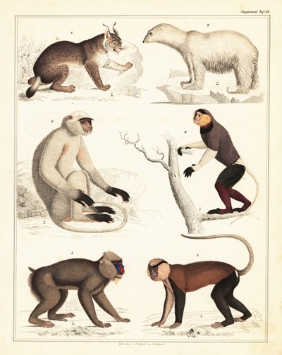 Varietà di mammiferi, 1842 da Unbekannter Künstler