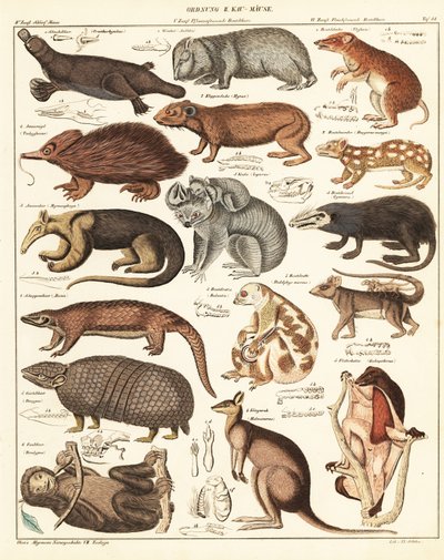 Varietà di marsupiali (litografia) da Unbekannter Künstler