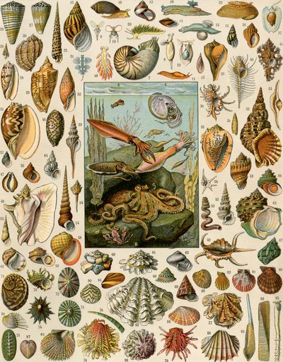 Varietà di molluschi, con capesante, vongole, conchiglie, lumache e calamari. Litografia del XIX secolo da Unbekannter Künstler