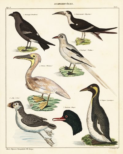 Varietà di uccelli marini, 1841 (litografia) da Unbekannter Künstler