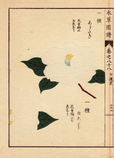Varietà di camelie dal Giappone (Thea japonica Nois): Shirataki e Shiroshishi, con fiori bianchi. Eau forte en couleurs, xilografia di Kanen Iwasaki (1786-1842) botanico, entomologo e zoologo giapponese, pubblicata in Honzo Zufu, nel 1884, una guida illust da Unbekannter Künstler