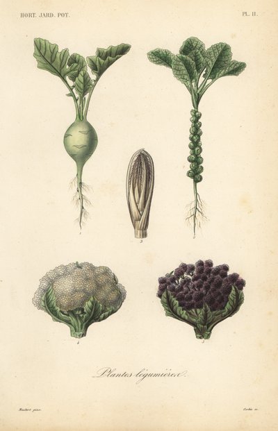 Verdure da Unbekannt