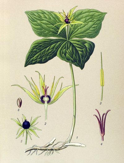 Pianta velenosa: Paris quadrifolia da Unbekannter Künstler