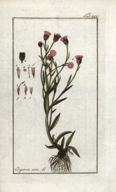 Erigeron acris da Unbekannter Künstler