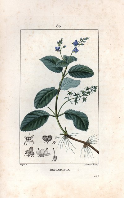 Veronica dei ruscelli o crescione di cavallo o insalata di civetta - Incisione di Lambert fils, da un disegno di Pierre Jean Francois Turpin (1775-1840), da La flore médicale, di Chaumeton, Poiret et Chamberet, Parigi 1830 da Unbekannter Künstler