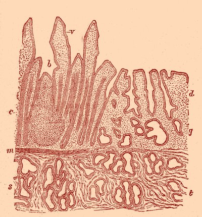 Sezione verticale della membrana mucosa da Unbekannter Künstler