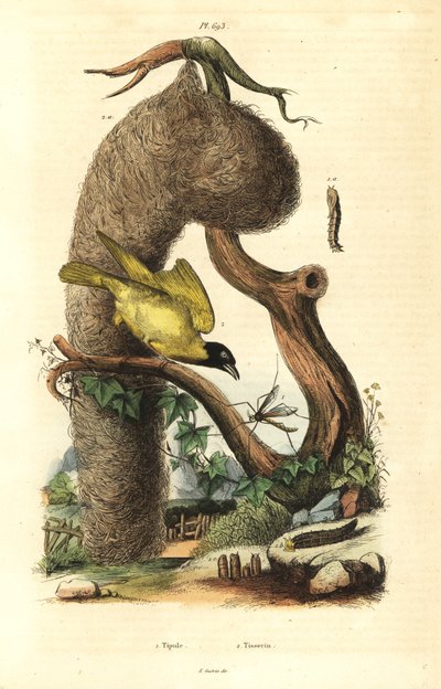 Tessitore villaggio e nido, Ploceus cucullatus, e zanzara gru, specie Tipula da Unbekannt
