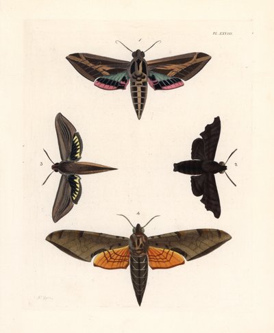 Sfinge della vite, Eummorpha vitis 1, sfinge mesta, Enyo lugubris 2, sfinge tersa, Xylophanes tersa 3, e sfinge striata, Proambulyx strigilis 4. Litografia a mano colorata da John O. Westwood