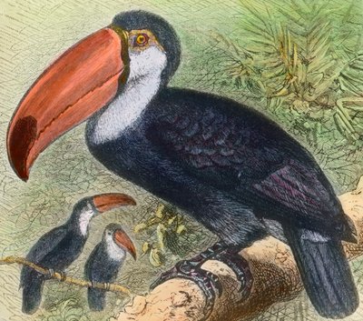 Visita al reparto uccelli di uno zoo da Unbekannter Künstler