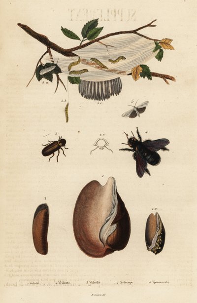 Voluta, scarabeo, ape carpentiere e falena da Unbekannter Künstler