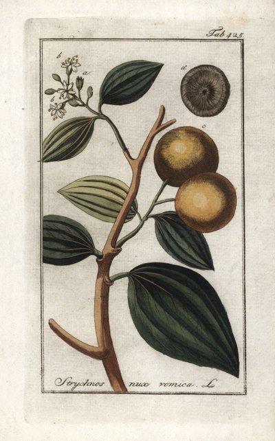 Strychnis nux-vomica da Unbekannter Künstler