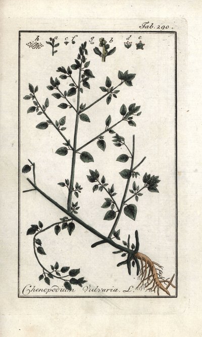 Chenopodio vulvaria. Litografia da 