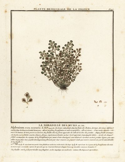 Ruta muraria, Asplenium ruta-muraria da Unbekannter Künstler