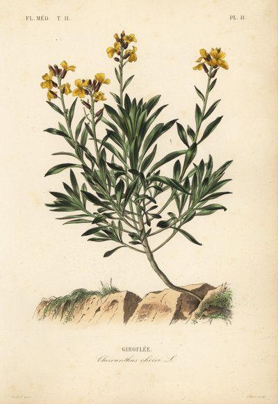 Violaciocca, Erysimum cheiri da Unbekannt